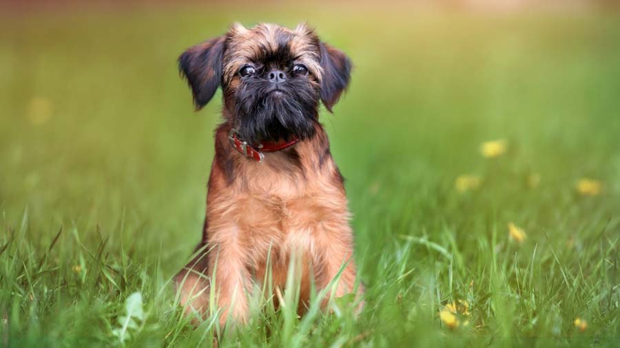 Affenpinscher