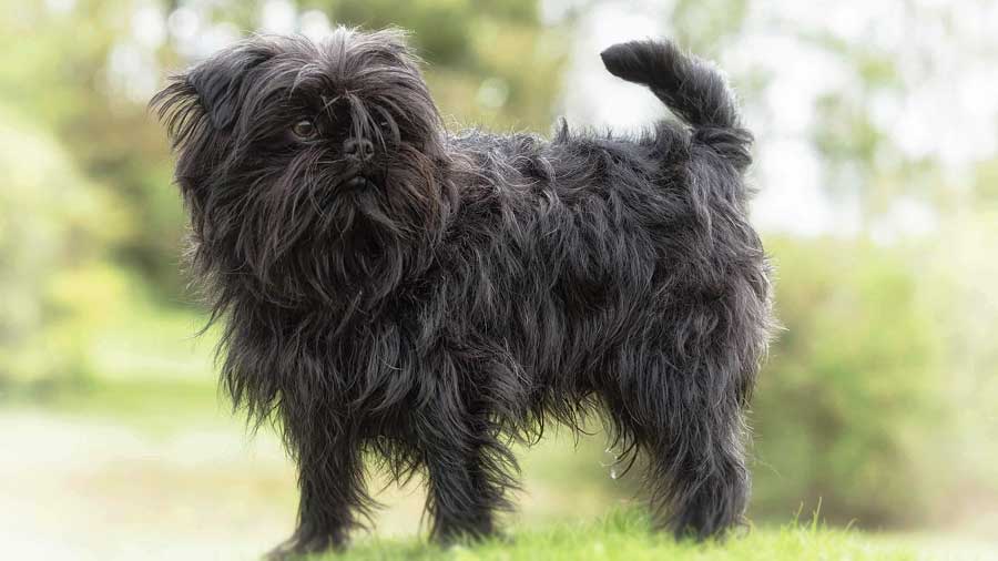 Affenpinscher