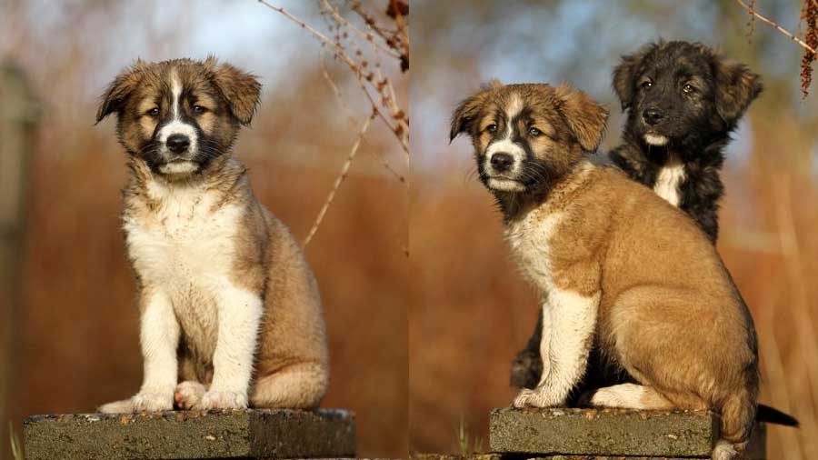 Perro de Montaña del Atlas