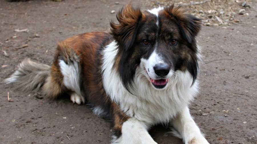 Perro de Montaña del Atlas