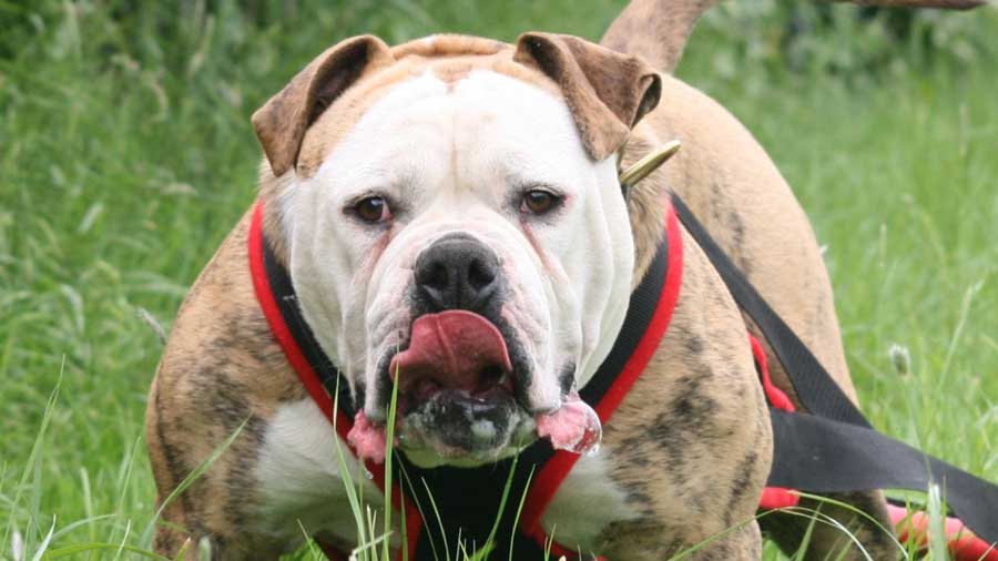 Bulldog Alapaha de Sangre Azul