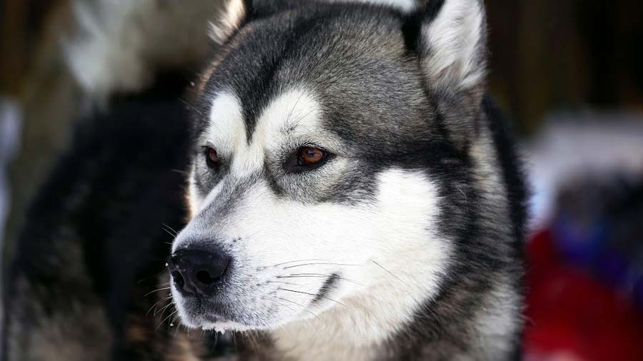 Husky de Alaska