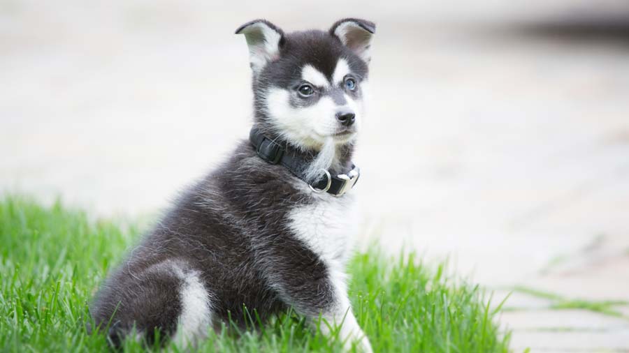 Alaskan Klee Kai