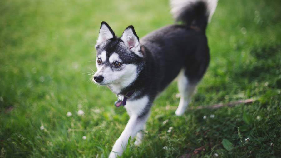 Alaskan Klee Kai