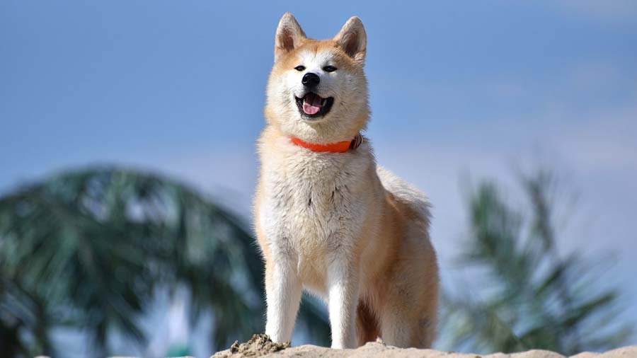 Akita Inu