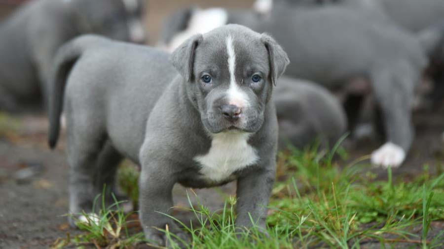 Pitbull Terrier Americano