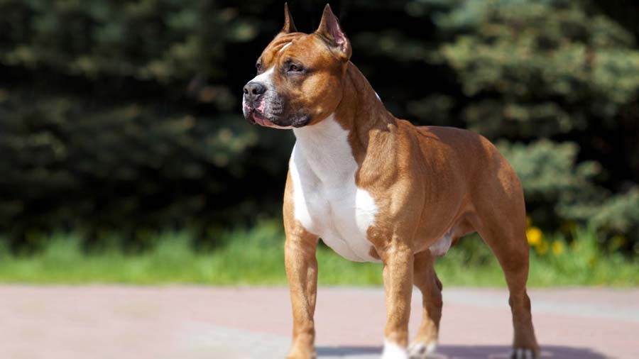 Staffordshire Terrier Americano