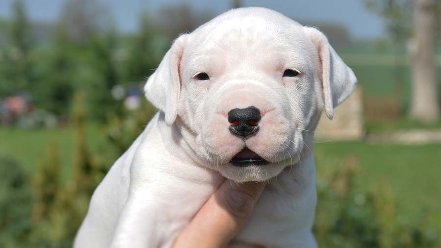 Dogo Argentino