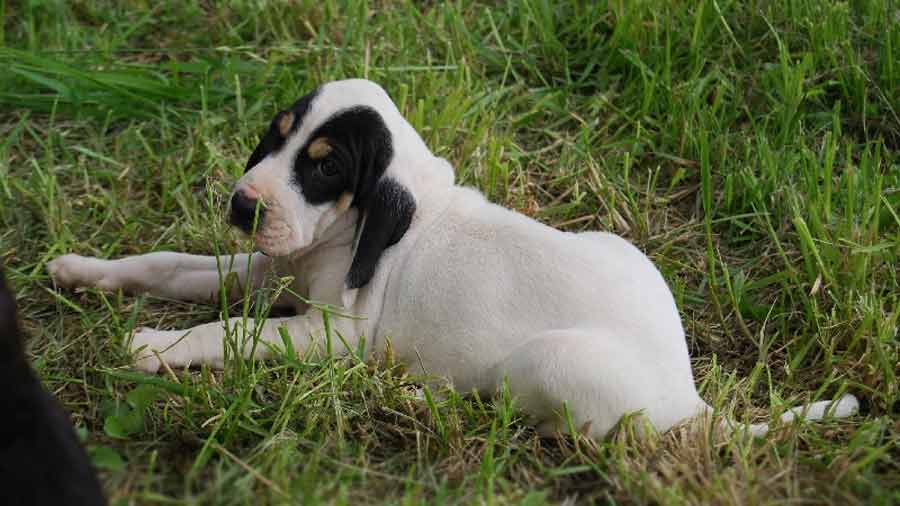 Sabueso del Ariege