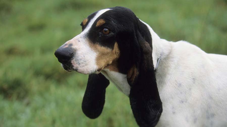 Sabueso del Ariege