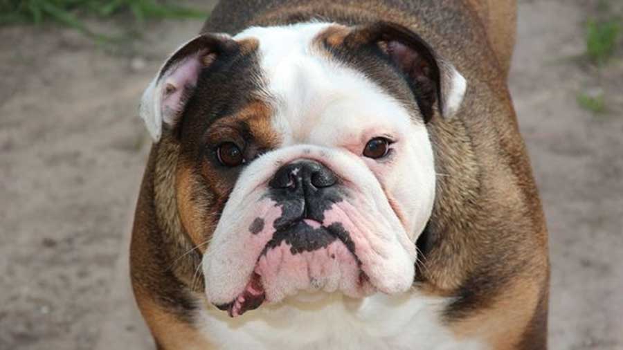 Bulldog Australiano