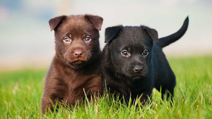 Kelpie Australiano