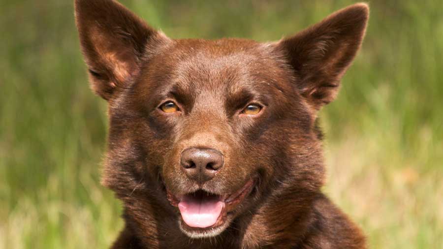 Kelpie Australiano