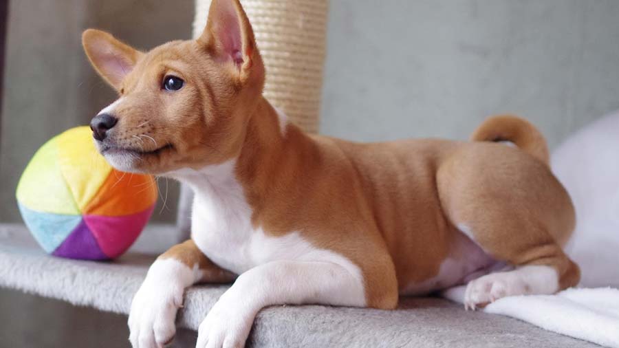 Basenji