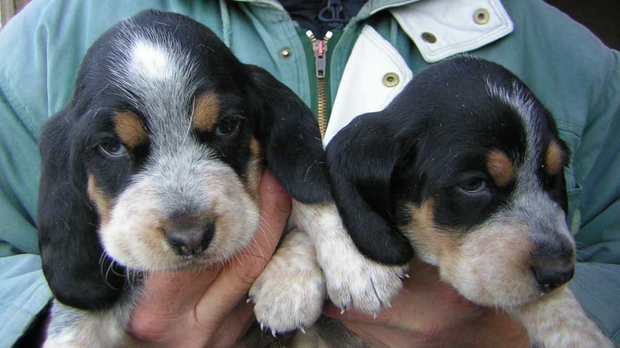 Basset Azul de Gascuña