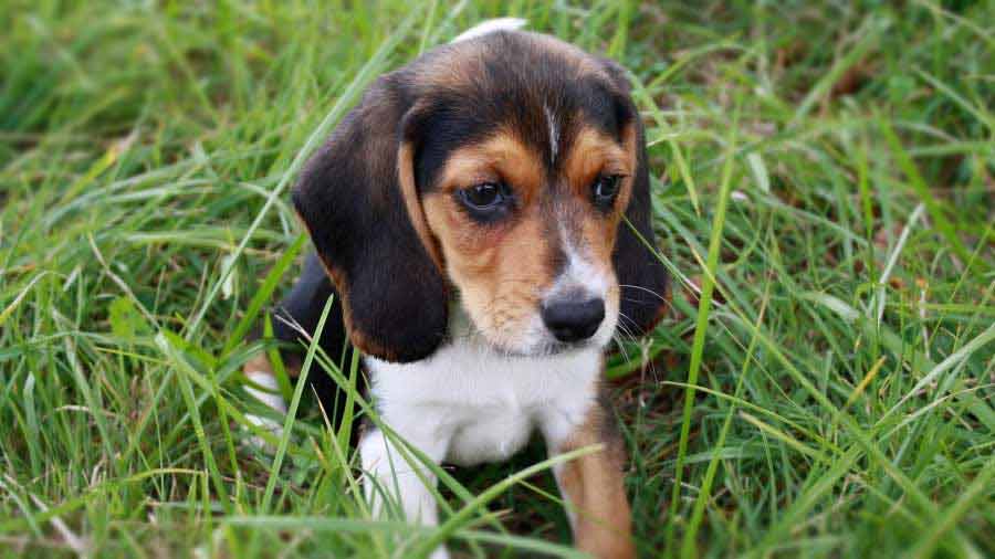 Beagle-Harrier