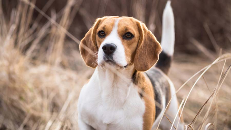 Beagle