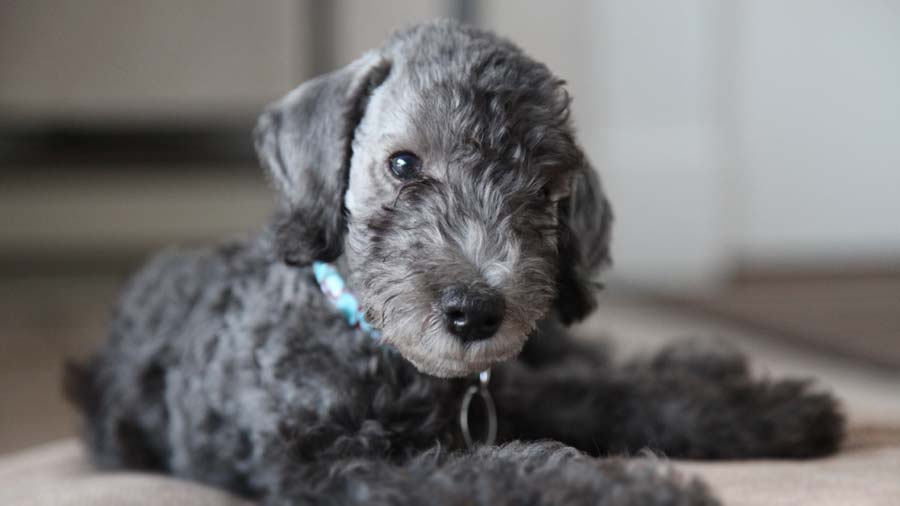 Bedlington Terrier