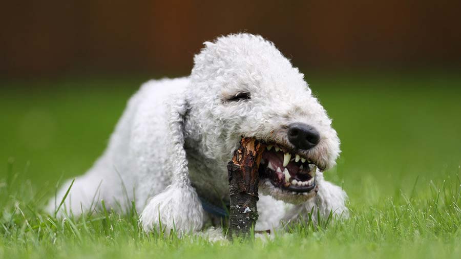 Bedlington Terrier