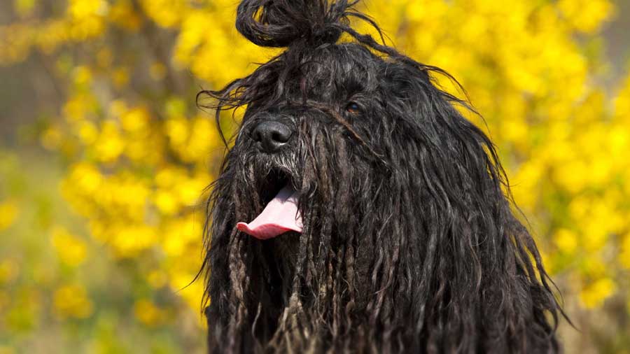 Bergamasco