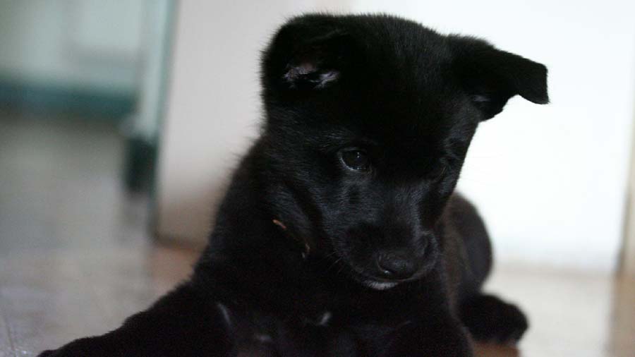 Elkhound Noruego Negro