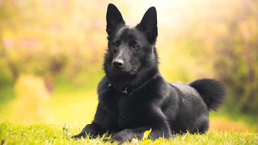 Elkhound Noruego Negro