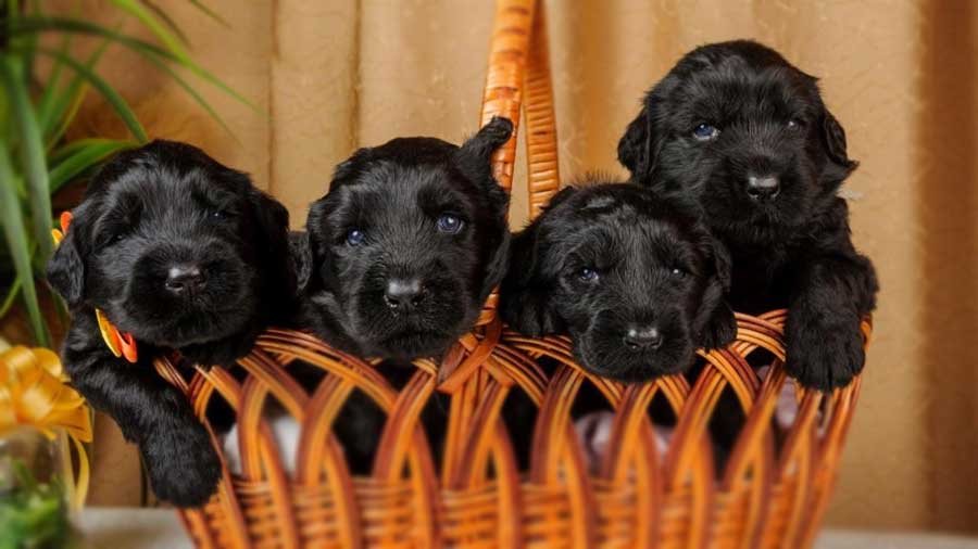 Terrier Ruso Negro