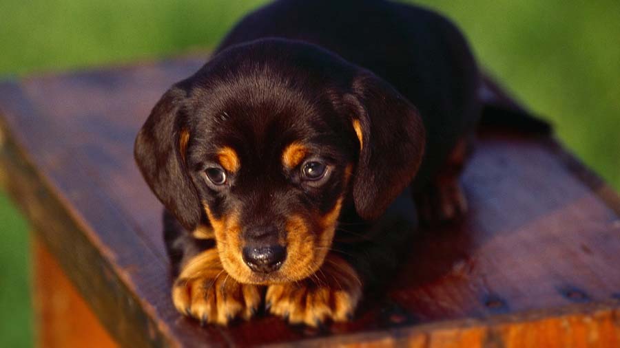 Coonhound Negro Y Fuego