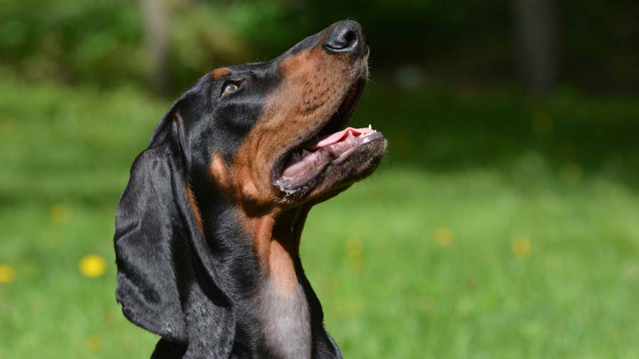 Coonhound Negro Y Fuego