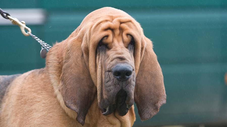 Bloodhound