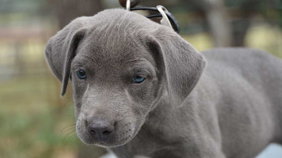 Blue Lacy