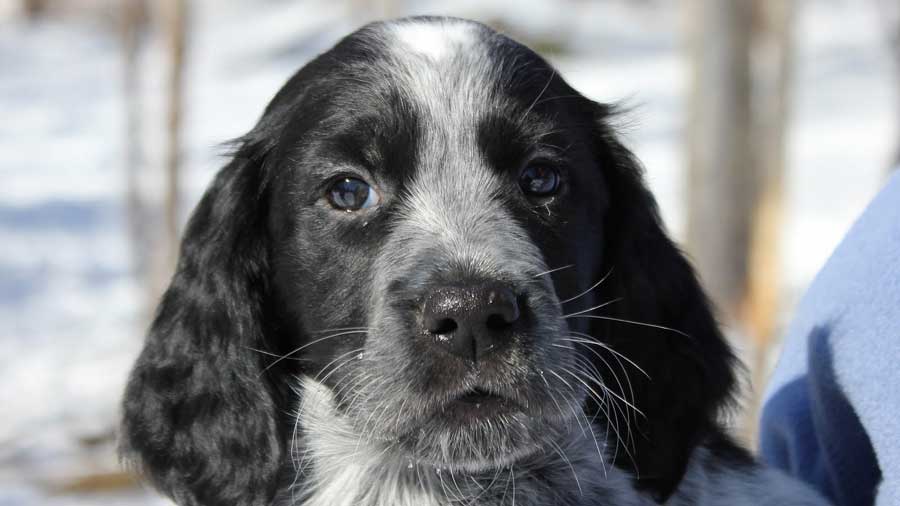 Spaniel Azul de Picardía