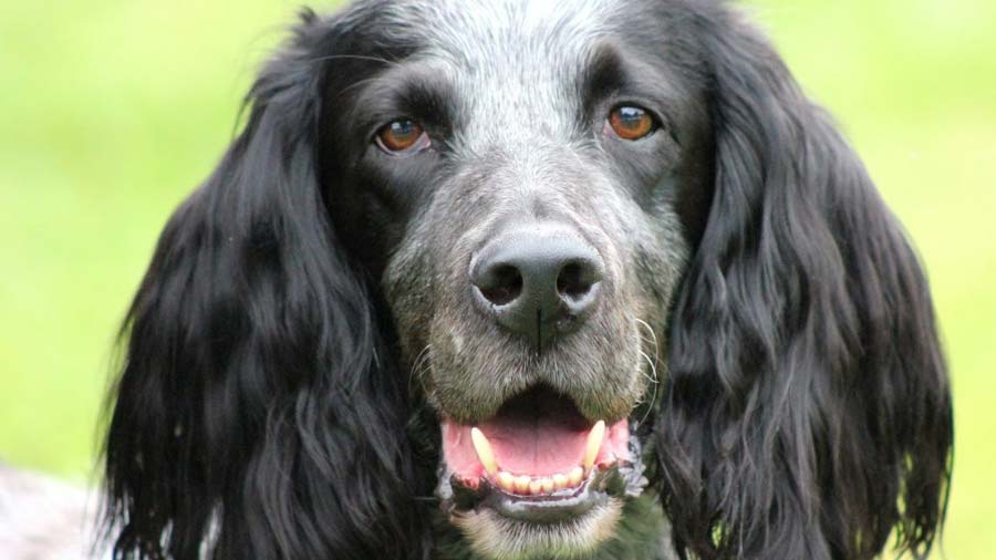 Spaniel Azul de Picardía