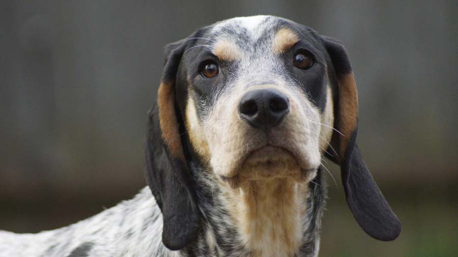 Bluetick Coonhound