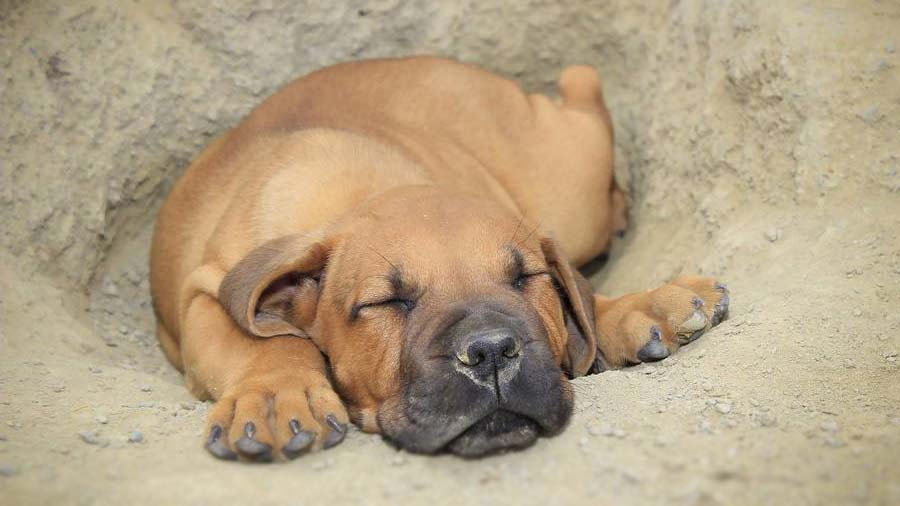 Boerboel