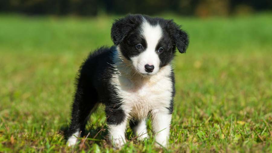 Border Collie