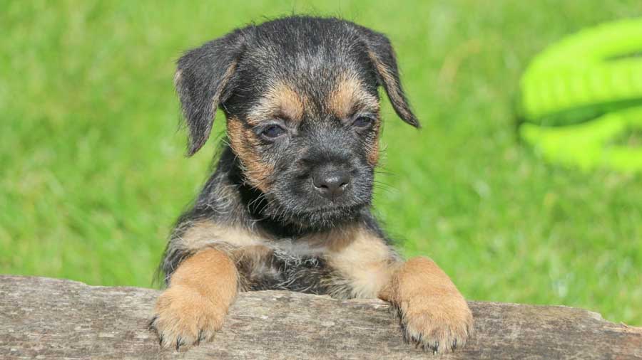 Border Terrier