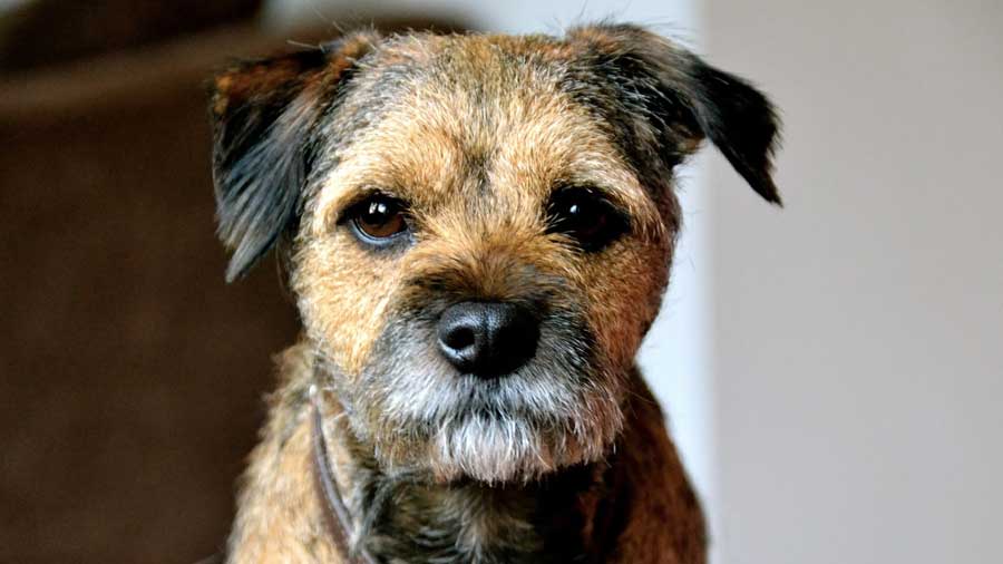 Border Terrier