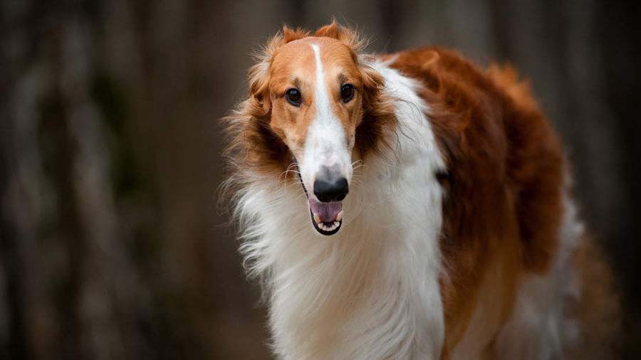 Borzoi