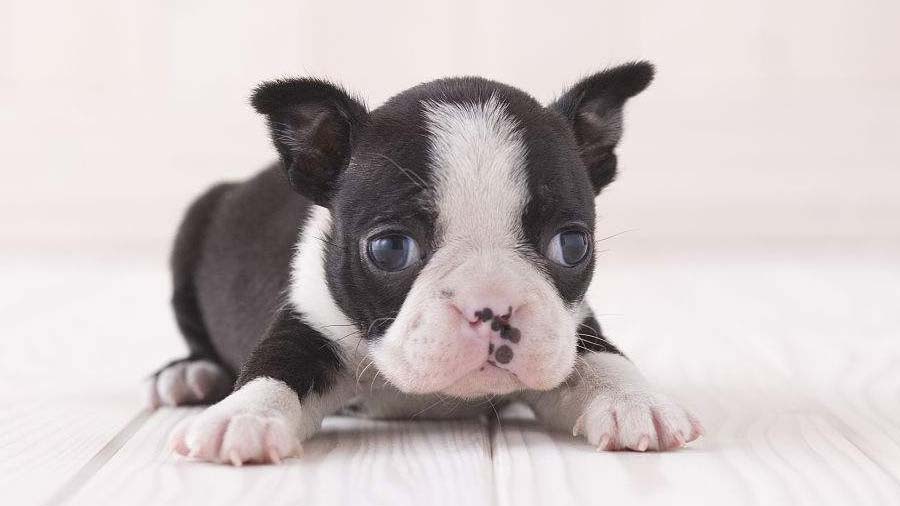 Boston Terrier