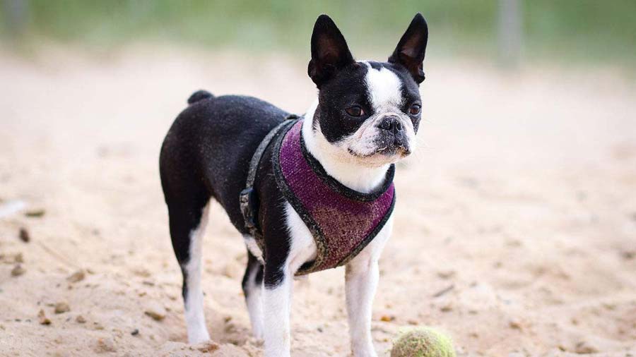 Boston Terrier