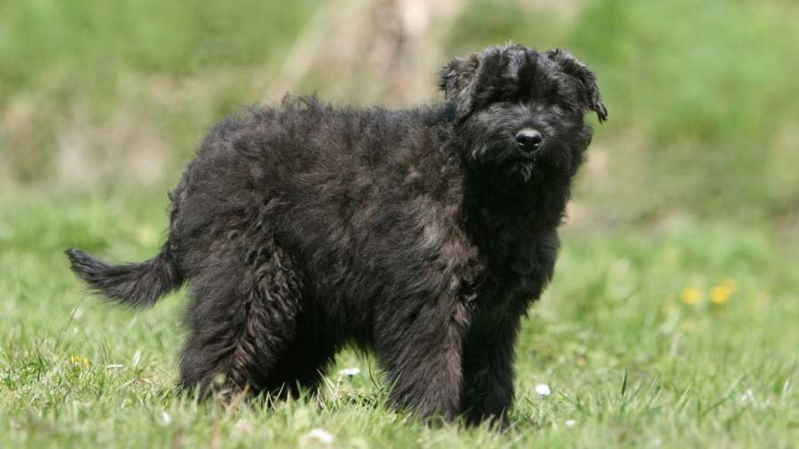 Bouvier des Flandres