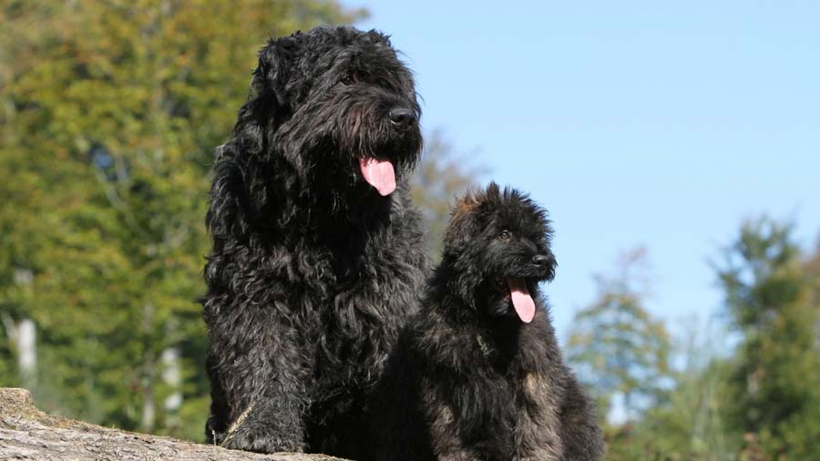 Bouvier des Flandres