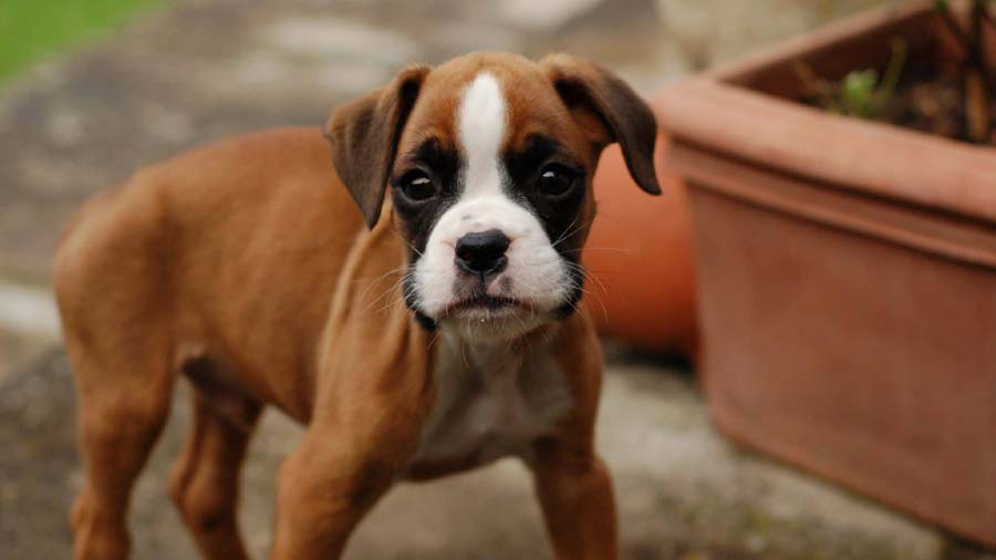 Boxer