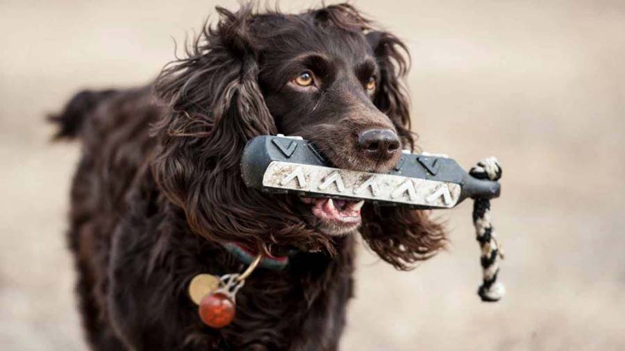 Boykin Spaniel