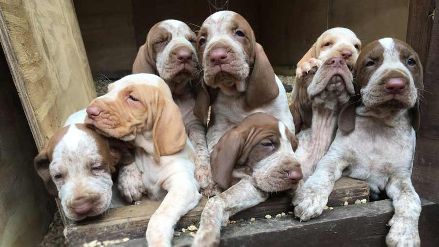 Bracco Italiano