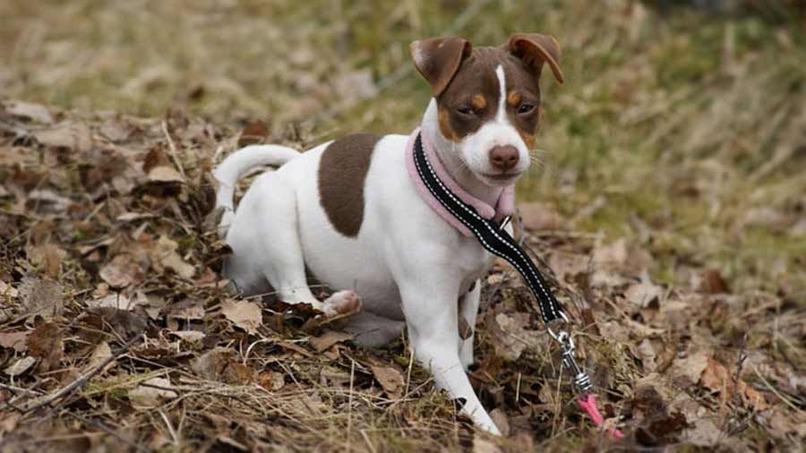 Terrier Brasileño