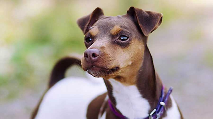 Terrier Brasileño