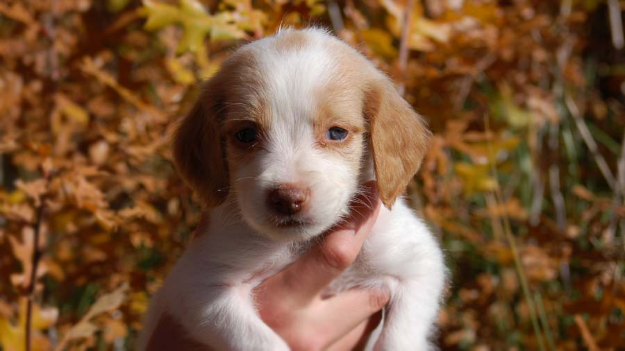 Spaniel Bretón