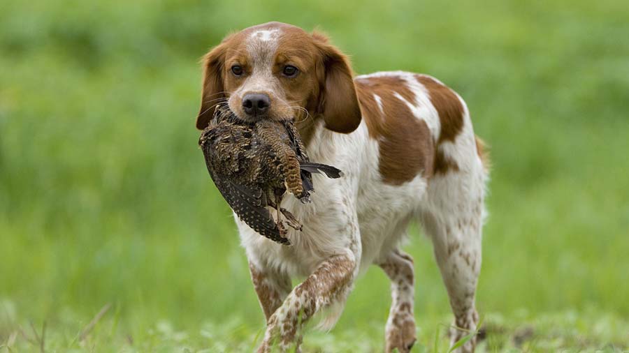 Spaniel Bretón